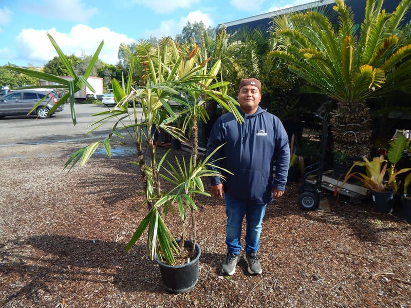 Photo for Rhapis excelsa 'Variegata' (Multi) (Variegata Lady Palm)