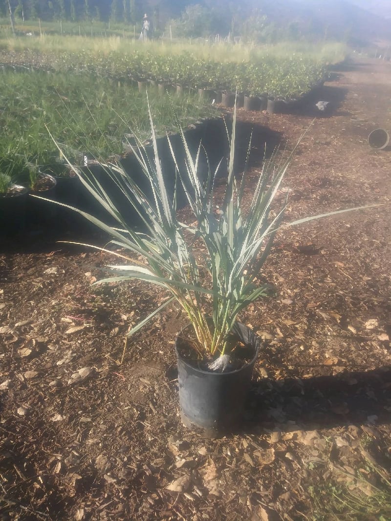 Photo for Leymus condensatus 'Canyon Prince' (Blue Lyme Grass)