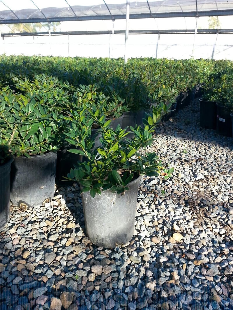 Photo for Rhamnus californica 'Little Sur' (Little Sur Coffeeberry)