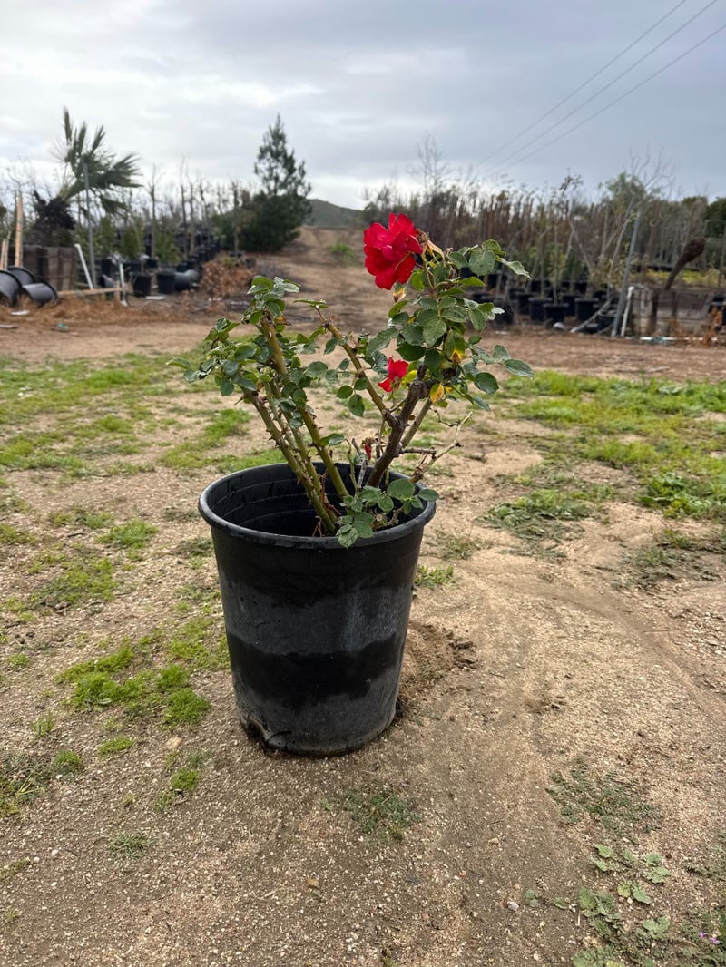 Photo for Rosa iceberg (Red) (Red Iceberg Rose)