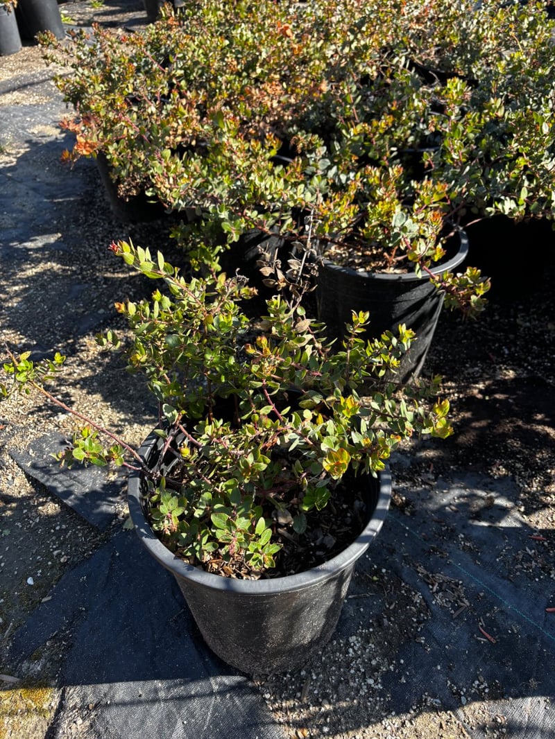 Photo for Arctostaphylos edmundsii (Carmel Sur Manzanita)