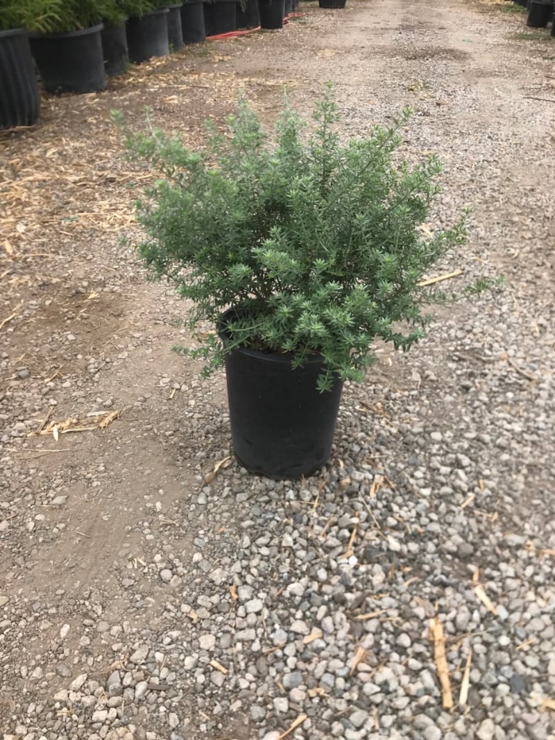 Photo for Westringia fruticosa (Coast Rosemary)