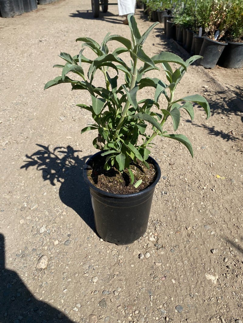 Photo for Salvia apiana (California White Sage, Bee Sage)