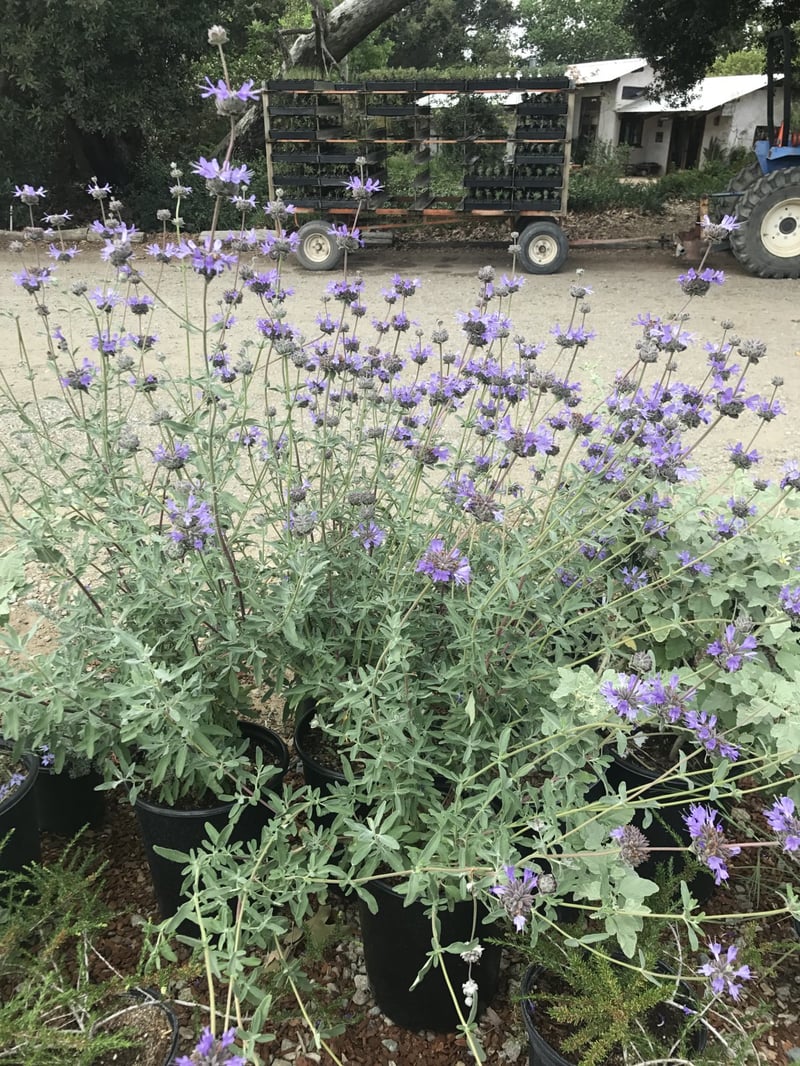 Photo for Salvia clevelandii (Cleveland Sage)