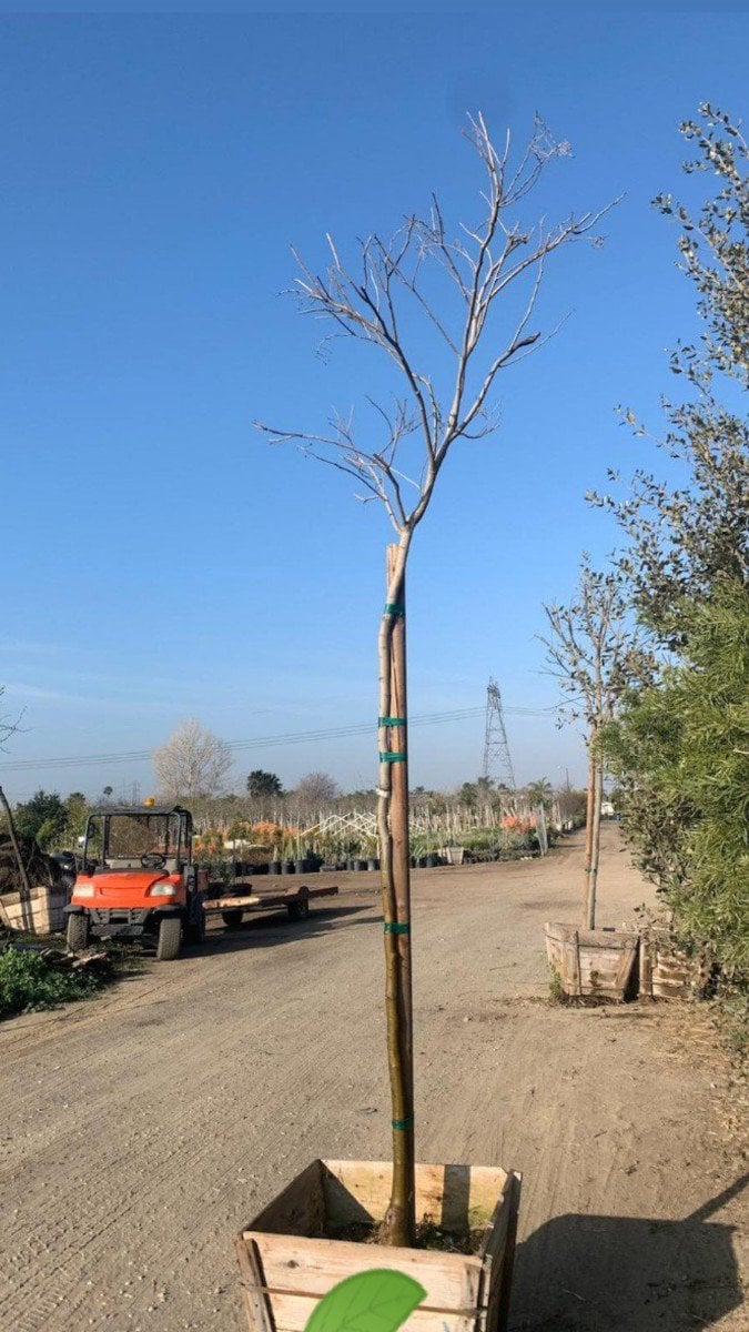 Photo for Albizia julibrissin (Mimosa Tree, Silk Tree)