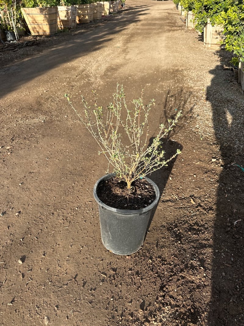 Photo for Leucophyllum frutescens ‘Compacta’ (Compact Texas Ranger)