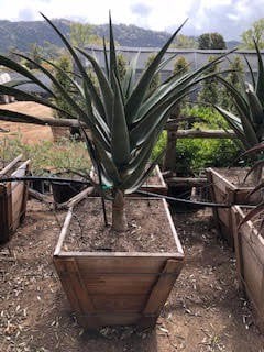 Photo for Aloe 'Hercules' (Hercules Aloe)