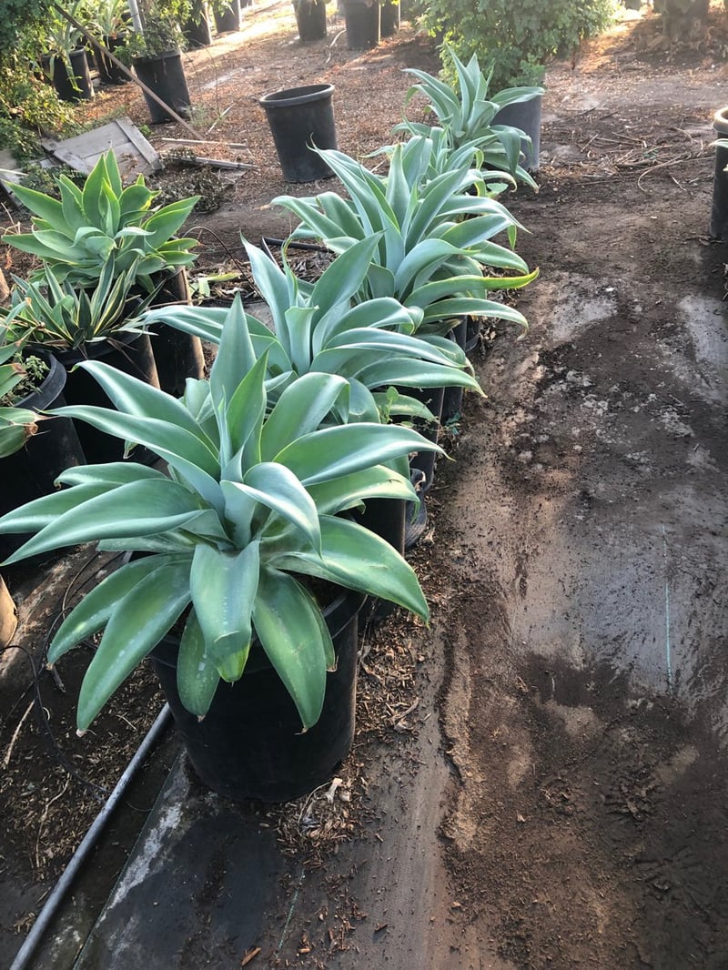 Photo for Agave attenuata 'Boutin Blue' (Boutin Blue Fox Tail Agave)