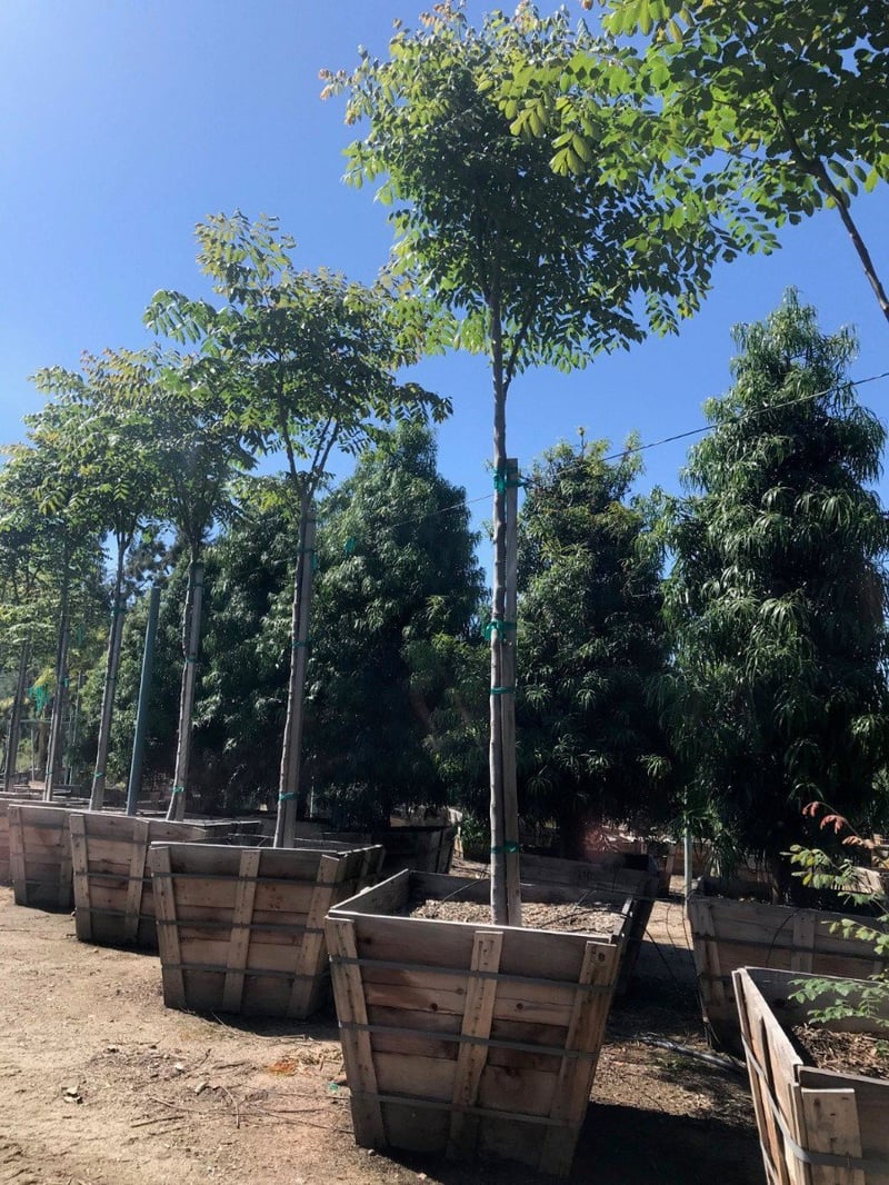 Photo for Koelreuteria bipinnata (Standard) (Chinese Flame Tree)