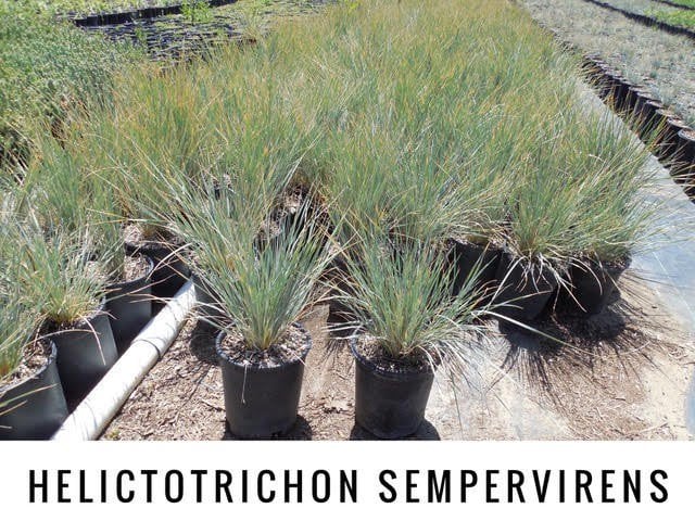 Photo for Helictotrichon sempervirens (Blue Oat Grass)
