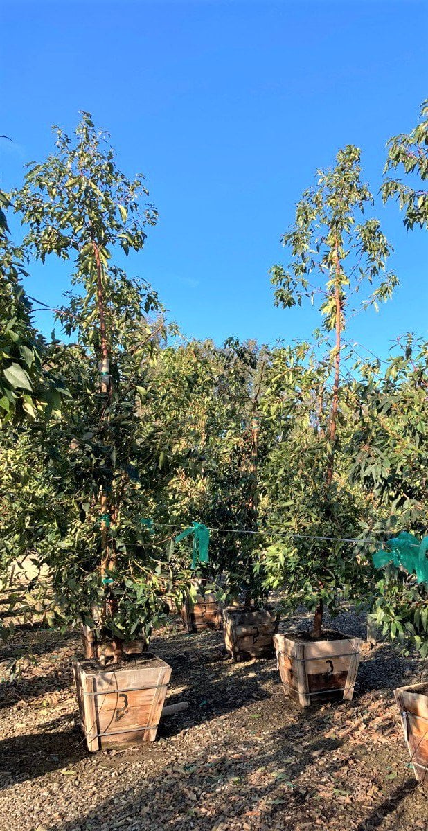 Photo for Lophostemon confertus (Standard) (Brisbane Box)