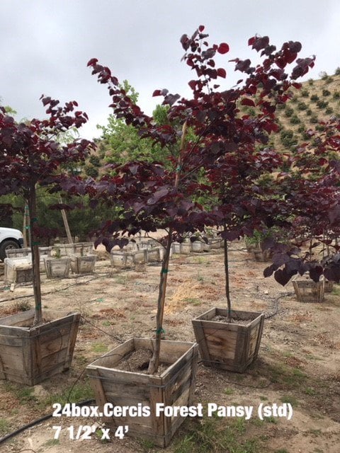 Photo for Cercis canadensis 'Forest Pansy' (Eastern Redbud 'Forest Pansy')