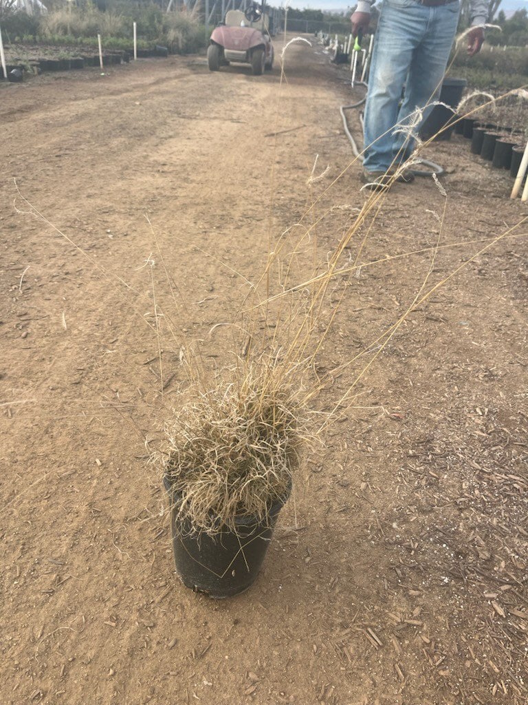 Photo for Bouteloua gracilis (Blue Gramma Grass)