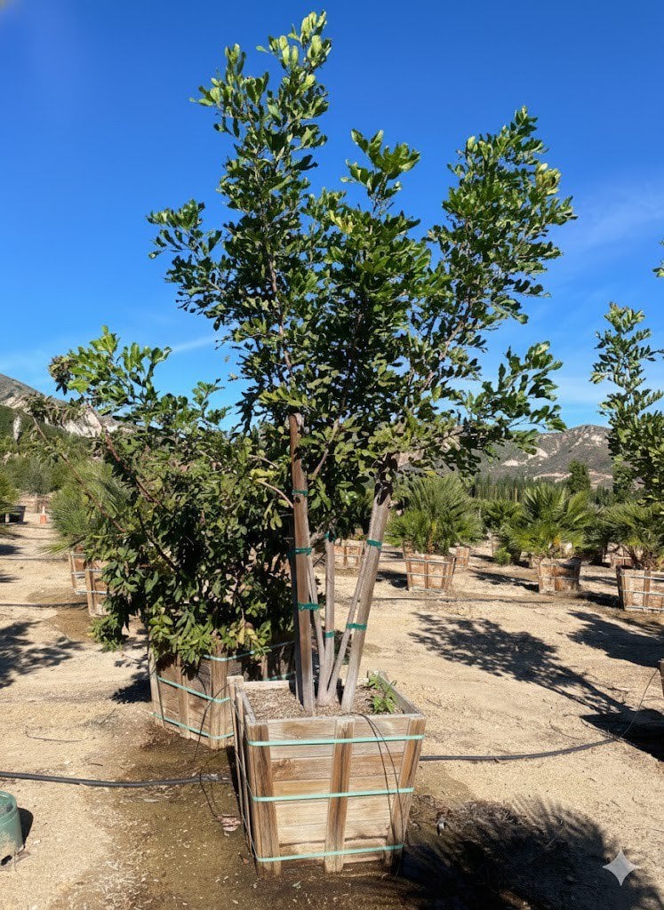 Photo for Cupaniopsis anacardioides (Multi) (Carrotwood)