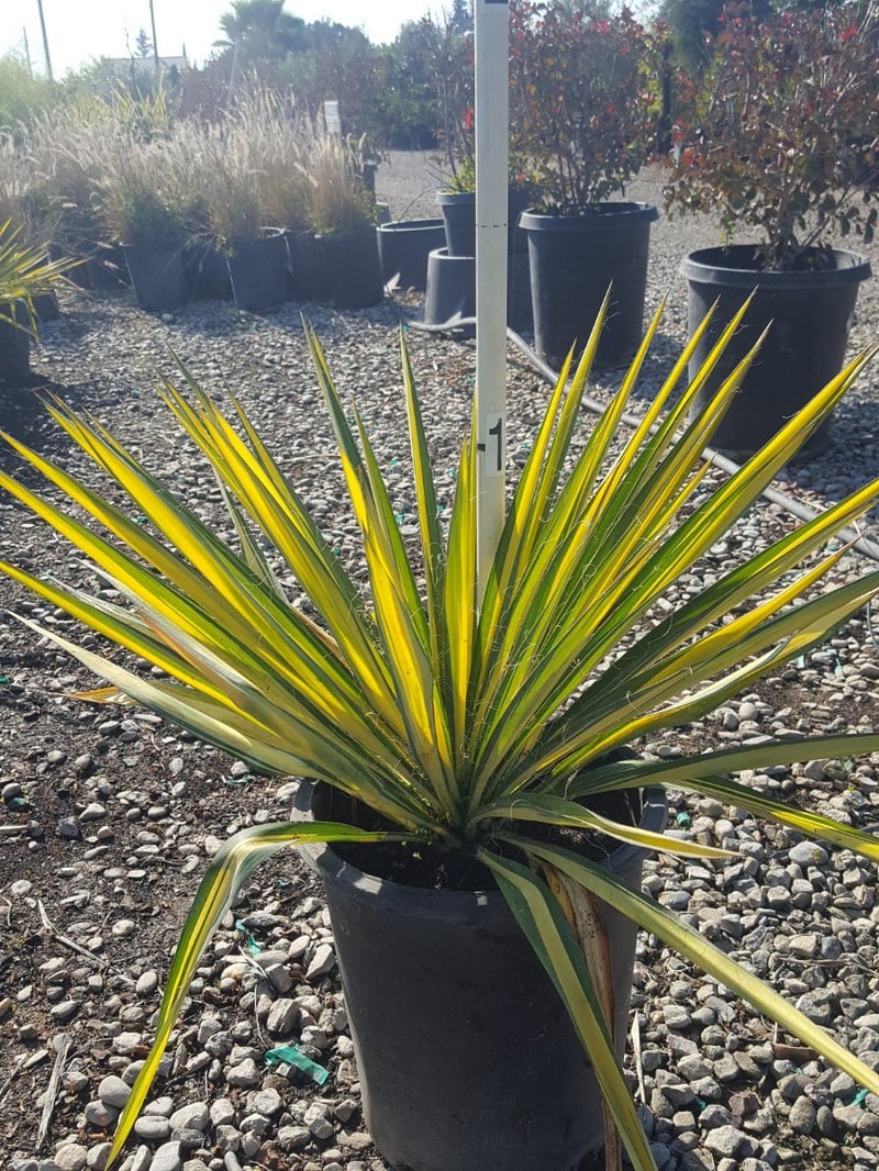 Photo for Yucca filamentosa 'Color Guard' (Color Guard Yucca)
