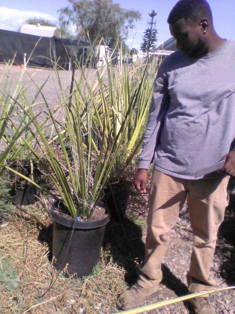 Photo for Hesperaloe funifera (Giant Hesperaloe)