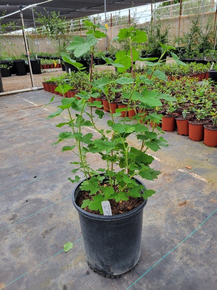 Photo for Ribes sanguineum (Red Flowering Currant)