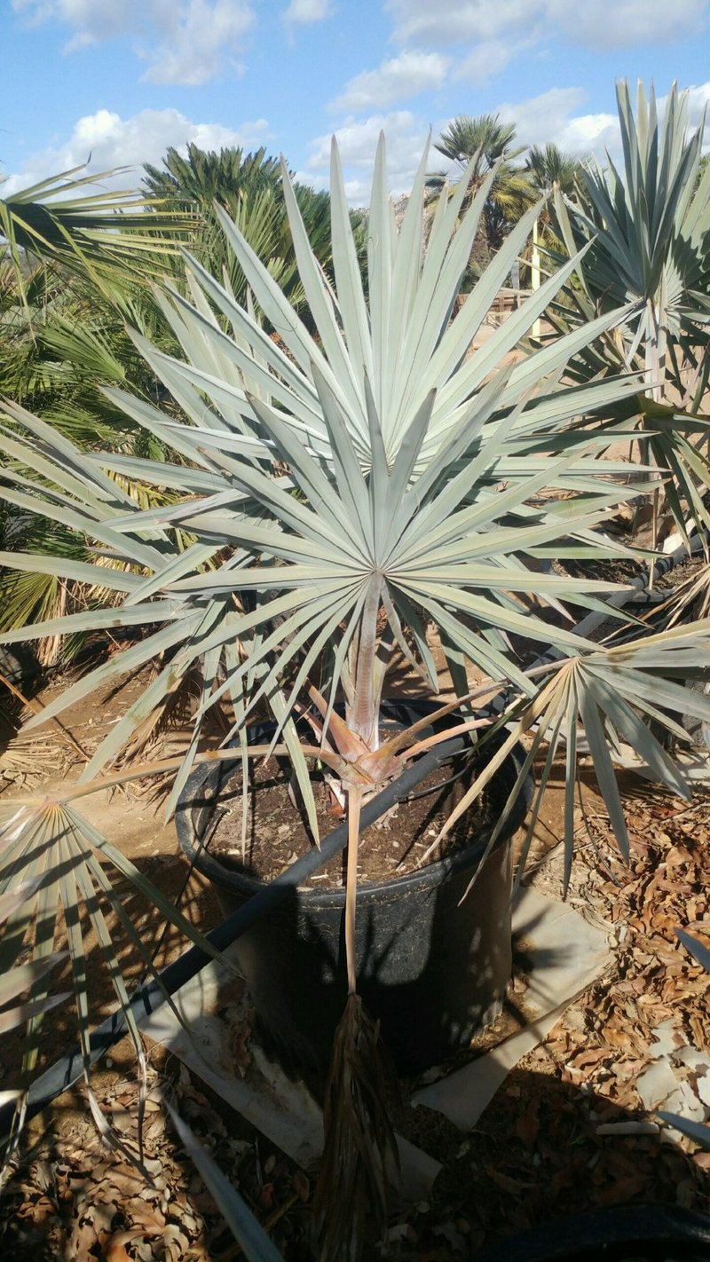 Photo for Bismarckia nobilis (Bismarck Palm)