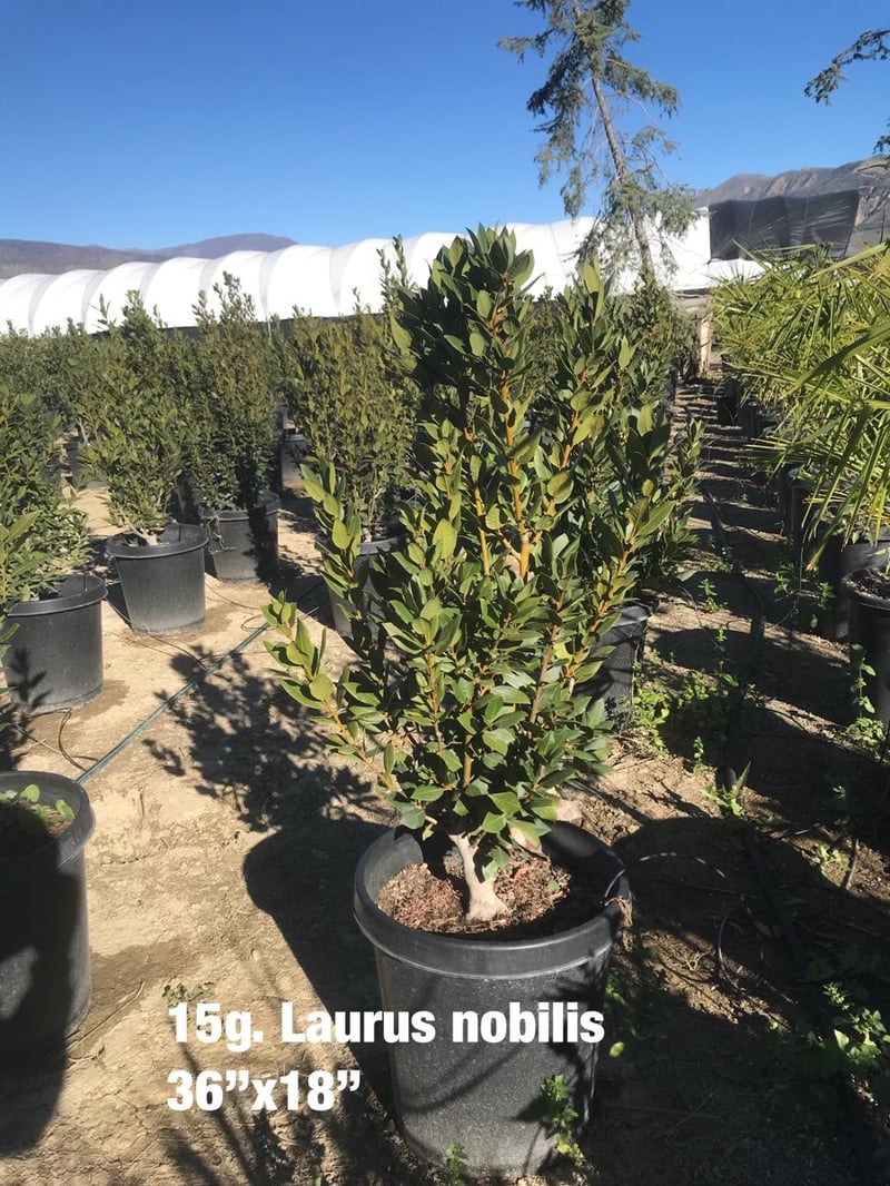 Photo for Laurus nobilis (Column) (Sweet Bay)