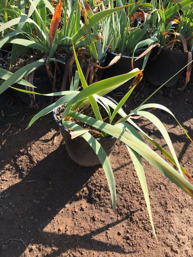 Photo for Iris douglasiana (Douglas Iris)