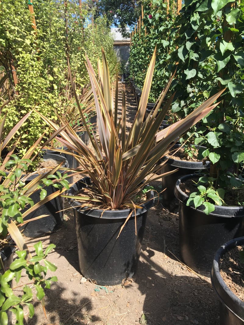 Photo for Phormium 'Sundowner' (Sundowner New Zealand Flax)