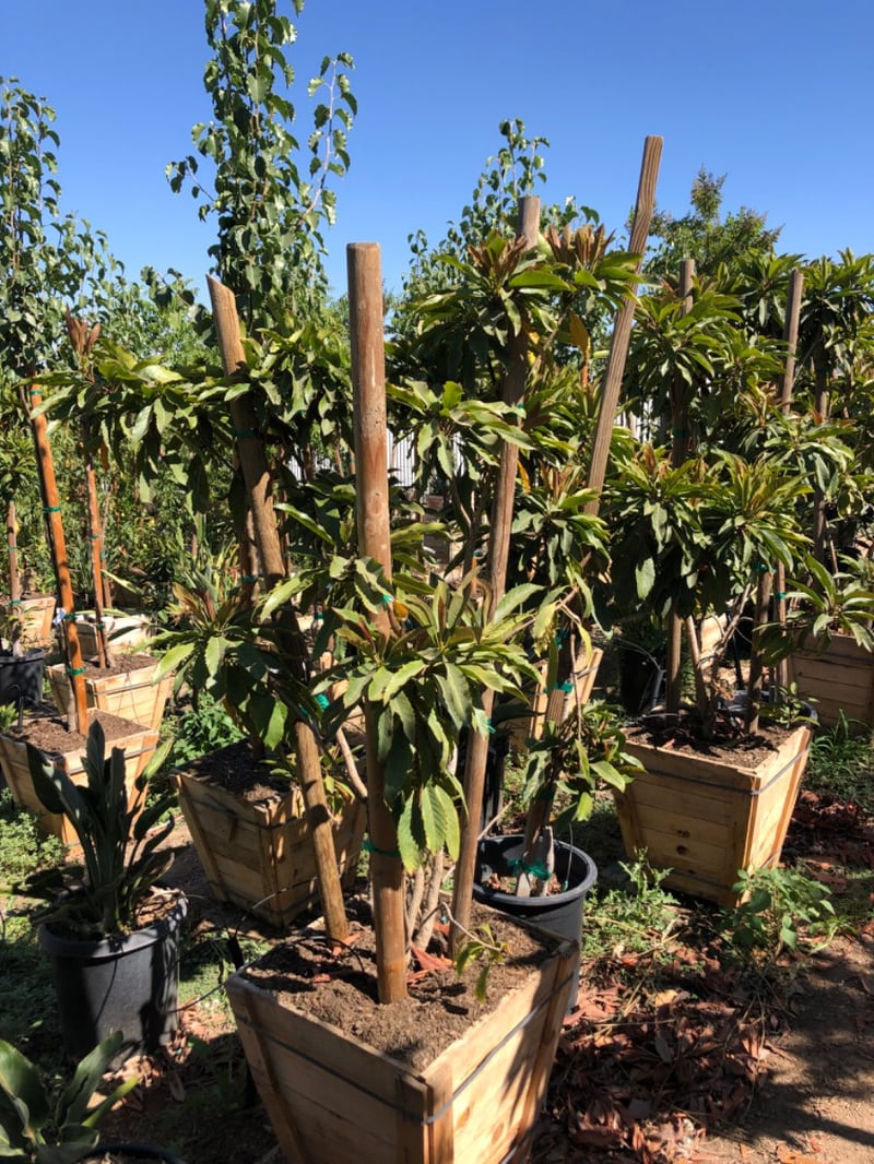 Photo for Eriobotrya deflexa (Multi) (Bronze Loquat)