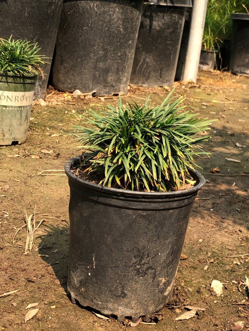 Photo for Ophiopogon japonicus (Mondo Grass)