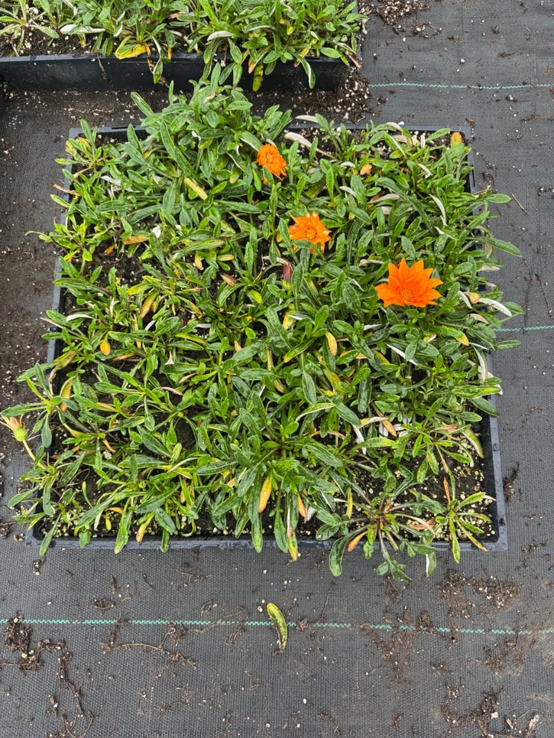 Photo for Gazania ‘Mitsuwa Orange’ (Trailing Gazania Orange)