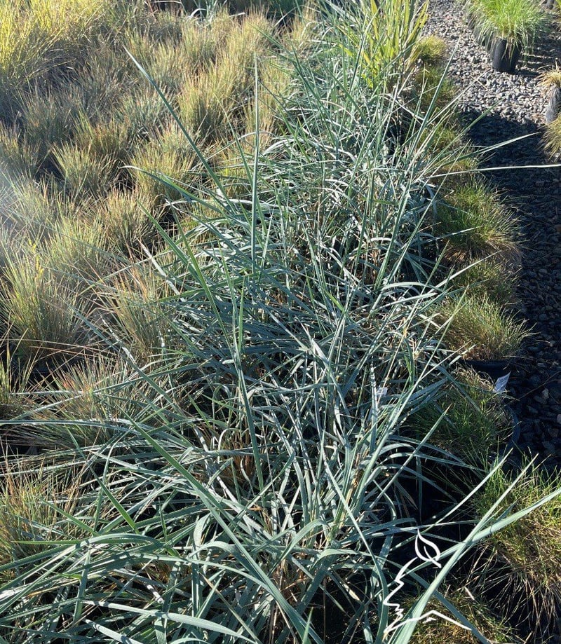Photo for Leymus condensatus 'Canyon Prince' (Blue Lyme Grass)