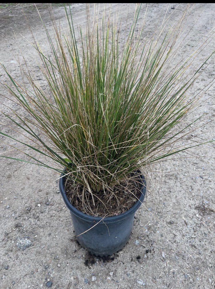 Photo for Festuca mairei (Atlas Fescue)