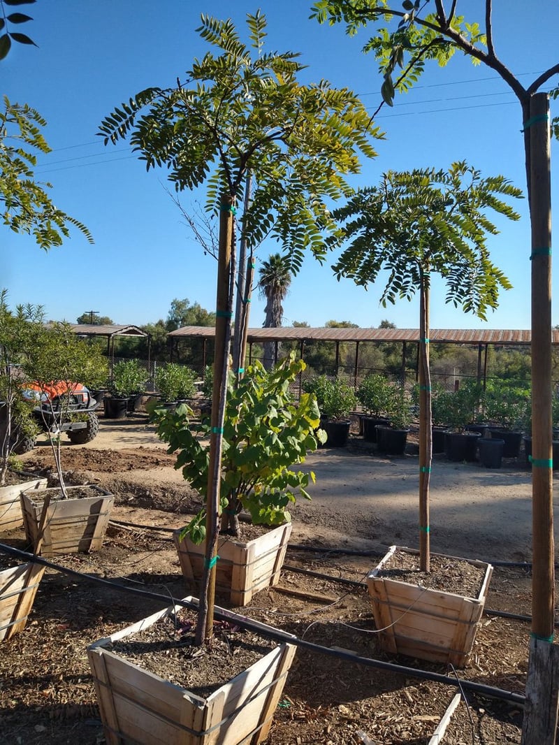 Photo for Cassia leptophylla (Gold Medallion Tree)