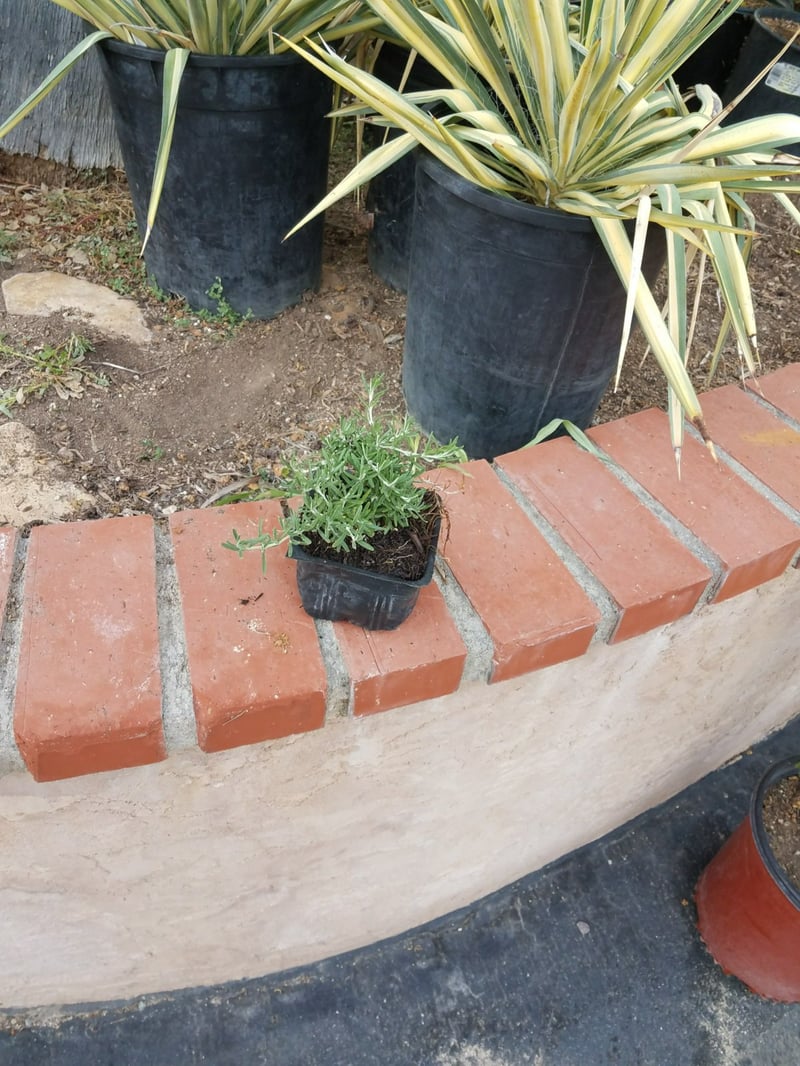 Photo for Rosmarinus officinalis 'Prostratus' (Trailing Rosemary)