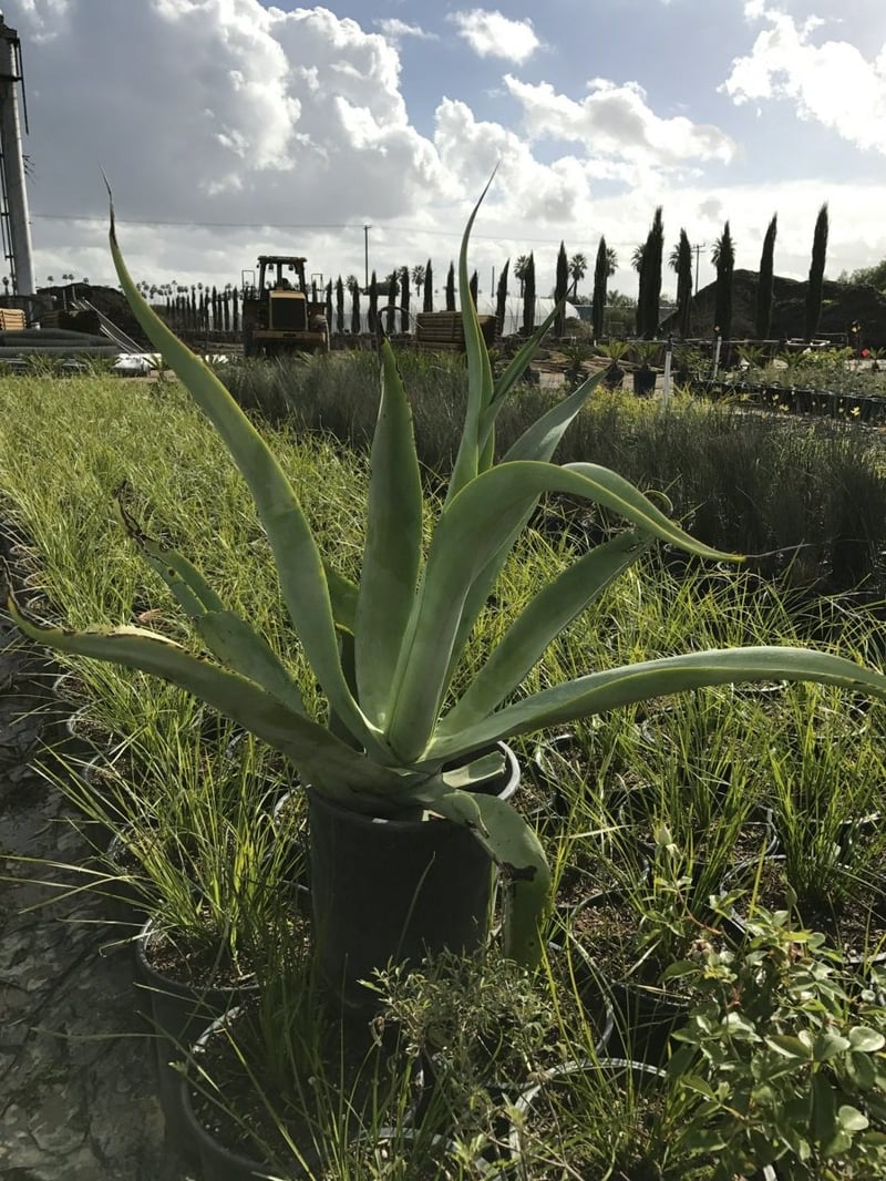 Photo for Agave vilmoriniana (Octopus Agave)