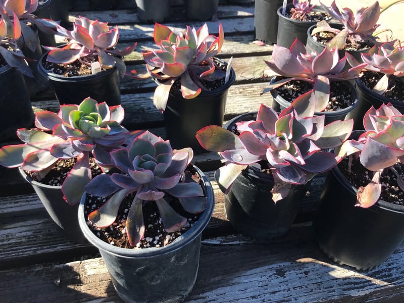 Photo for Echeveria 'Afterglow' (Echeveria 'Afterglow')