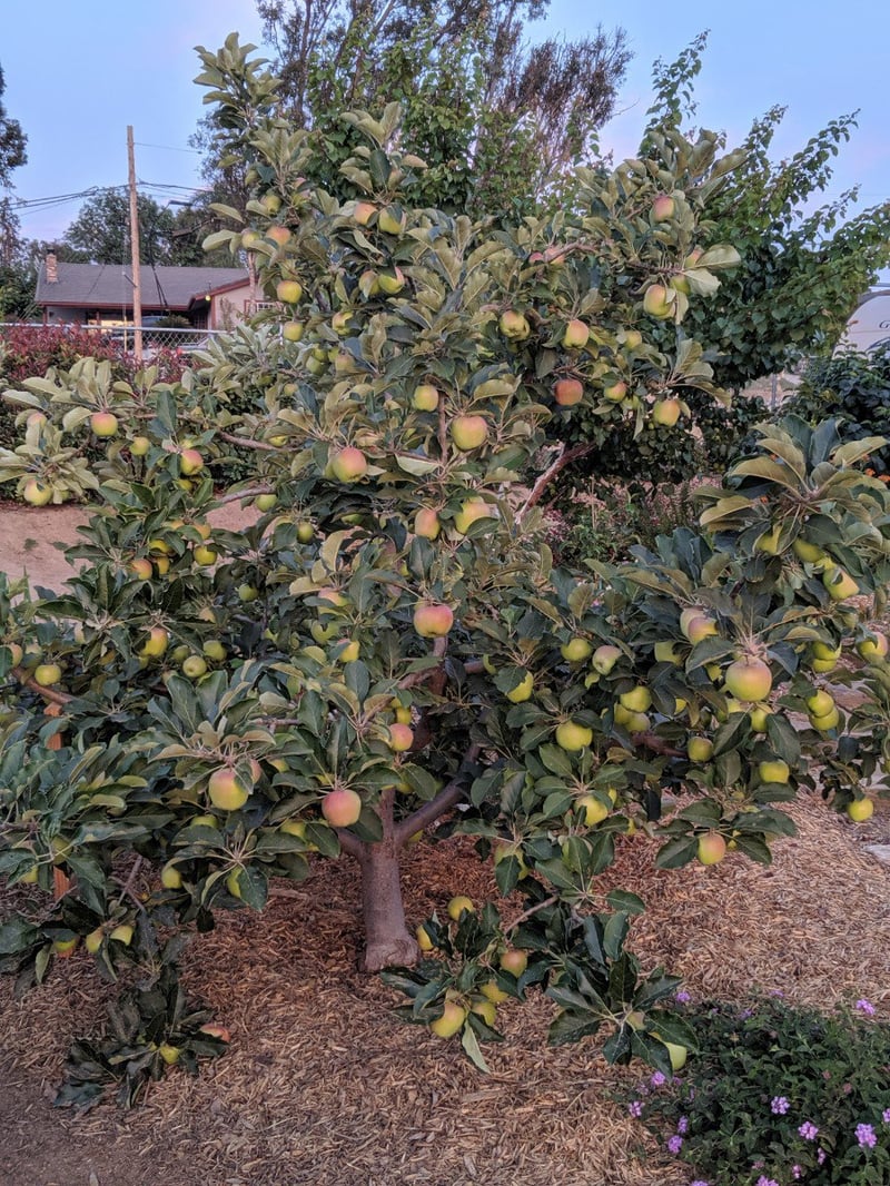 Photo for Malus domestica 'Anna' (Anna Apple)