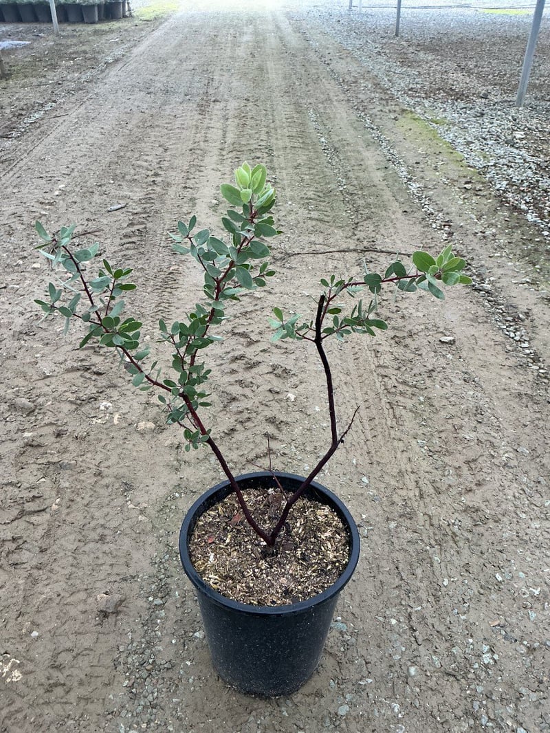 Photo for Arctostaphylos edmundsii (Carmel Sur Manzanita)