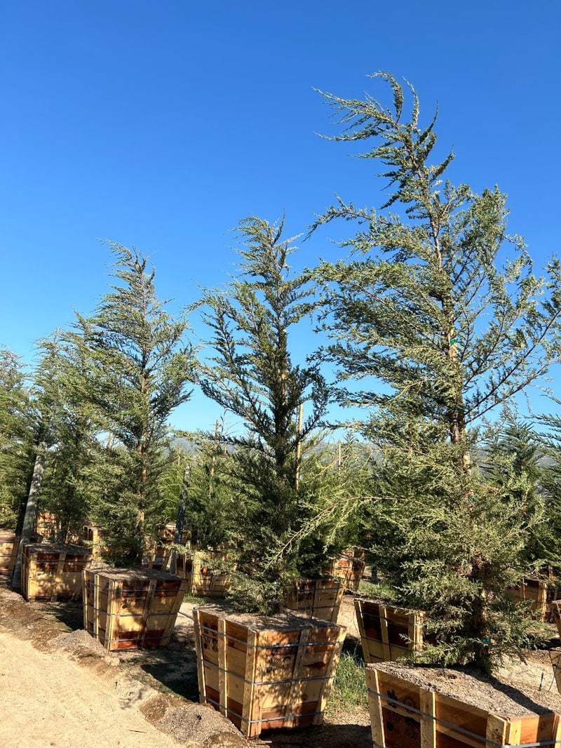 Photo for Cupressus macrocarpa (Monterey Cypress)