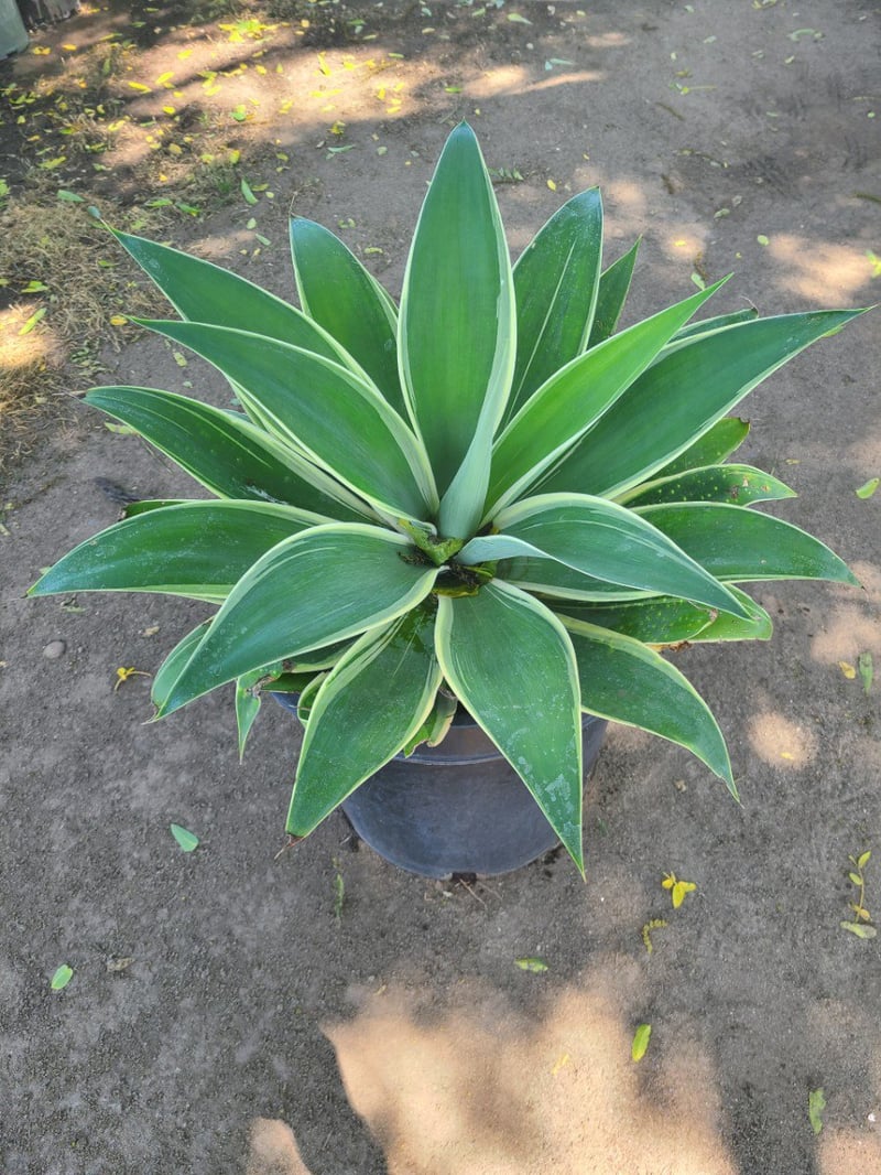 Photo for Agave attenuata 'Ray of Light' (Ray of Light Fox Tail Agave)