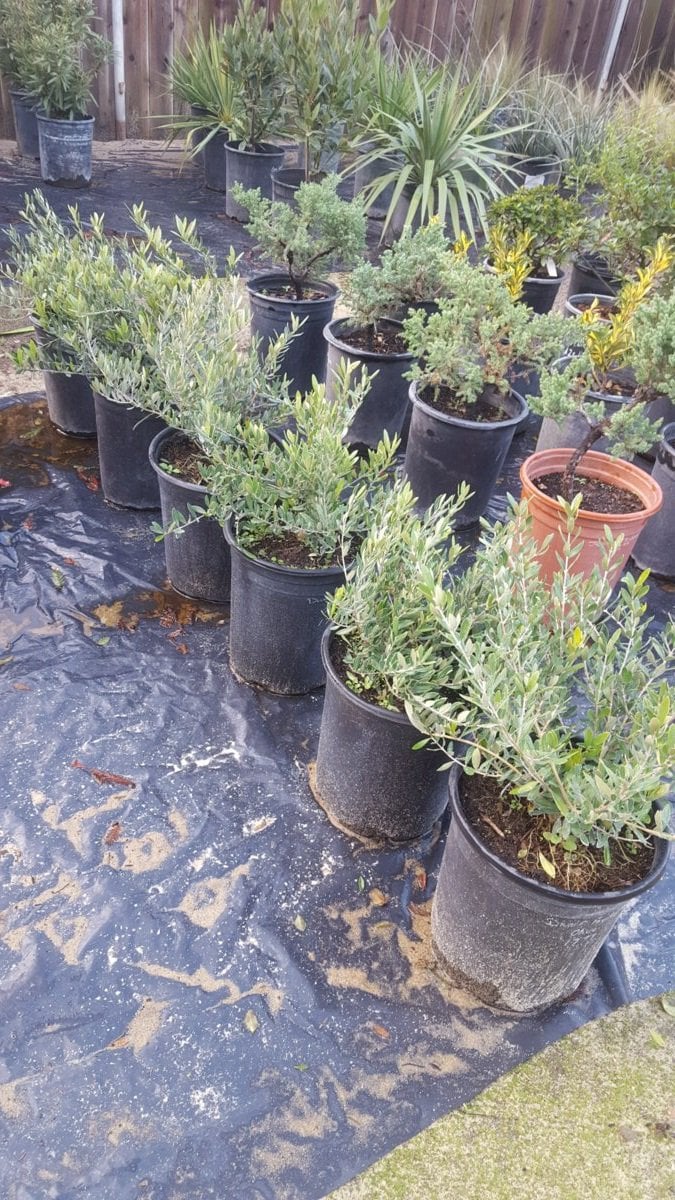 Photo for Olea europaea 'Montra' (Little Ollie Dwarf Olive)