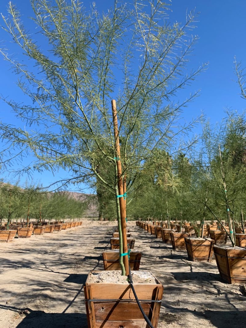 Photo for Cercidium x 'Desert Museum' (Standard) (Desert Museum Palo Verde)