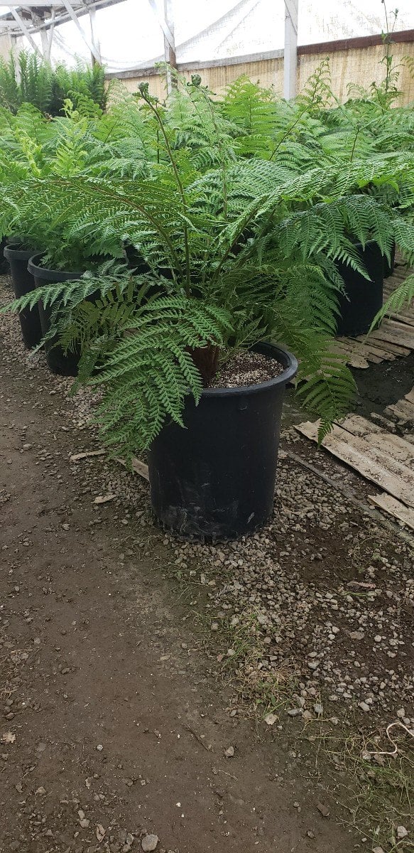 Photo for Dicksonia antarctica (Tasmanian Tree Fern)
