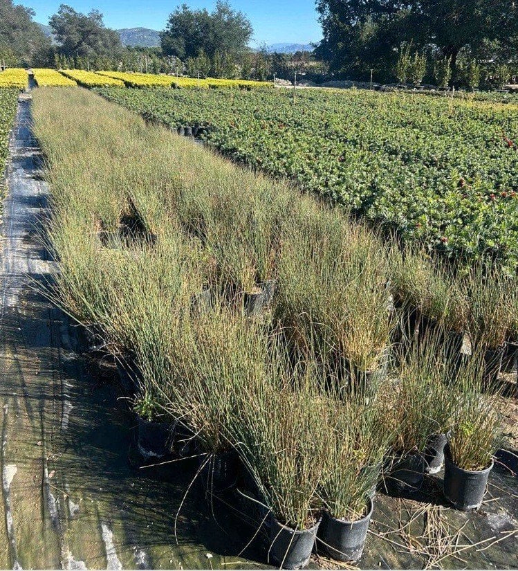 Photo for Juncus patens (California Grey Rush)