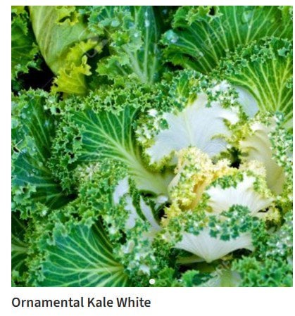 Photo for Brassica oleracea (Ornamental Kale)