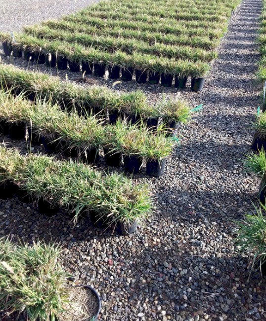 Photo for Pennisetum 'Fairy Tails' (Evergreen Fountain Grass)