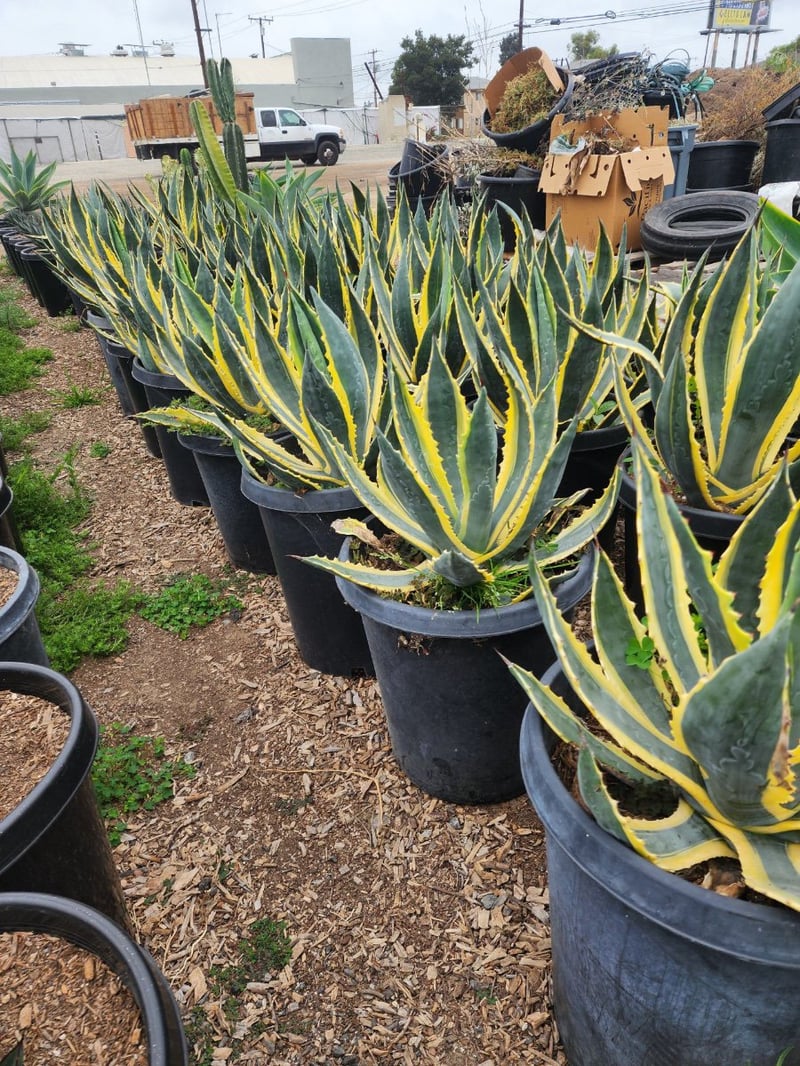 Photo for Agave americana 'Variegata' (Variegated Century Plant)