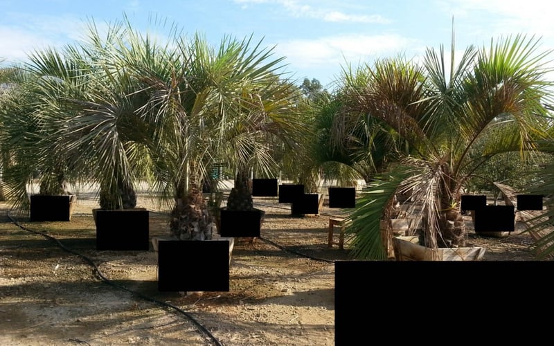 Photo for Butia capitata (Jelly Palm)