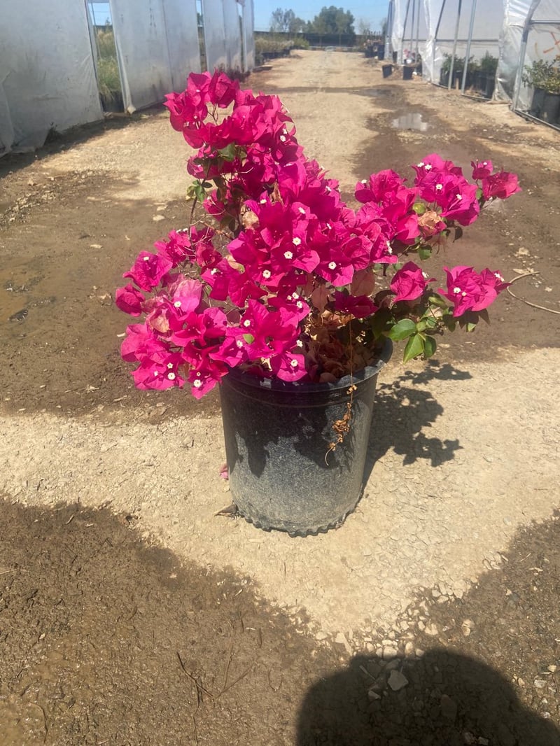 Photo for Bougainvillea 'Rosenka' (Rosenka Bougainvillea)