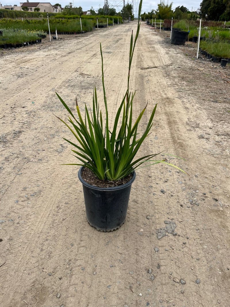 Photo for Dietes grandiflora (Fortnight Iris)