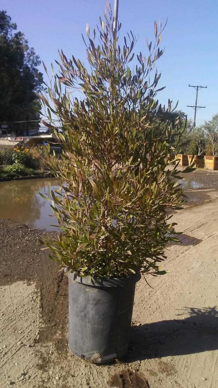 Photo for Dodonaea viscosa 'Purpurea' (Purple-leafed Hop-bush)