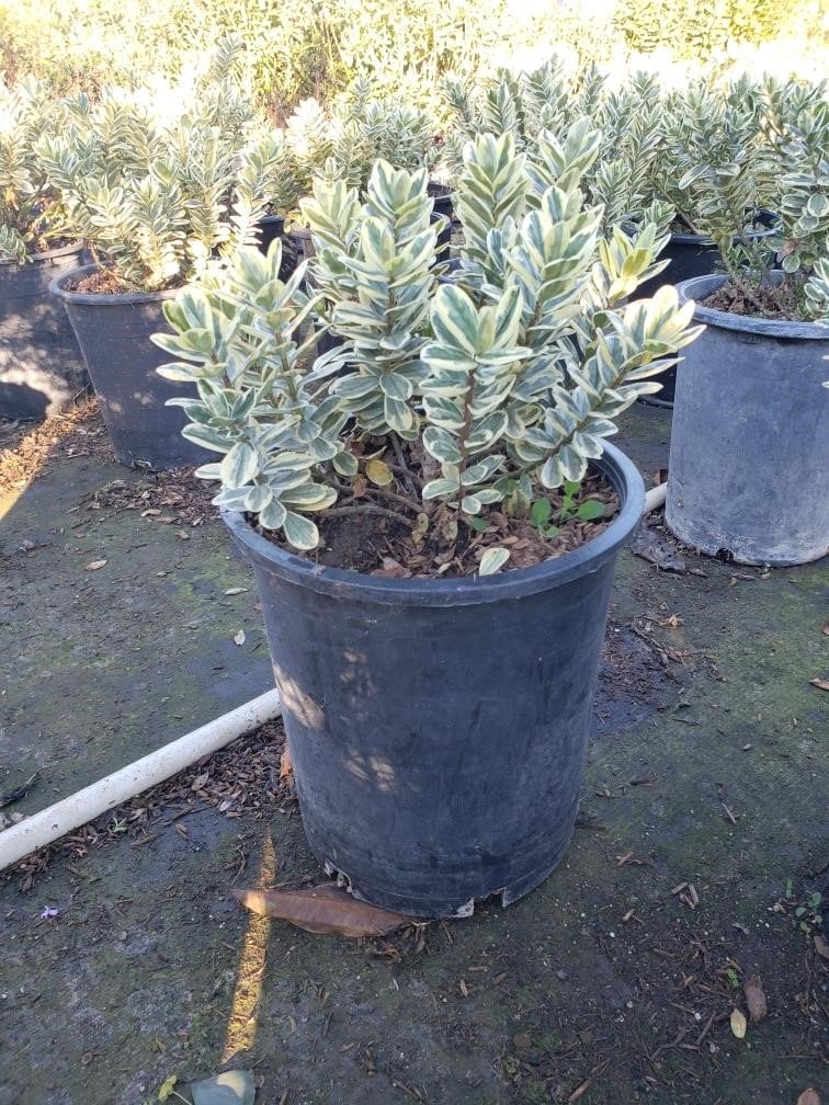 Photo for Hebe 'Variegata' (Variegated Hebe)